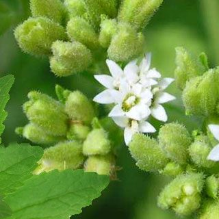 Q&A Saturday: Top 3  Best Stevia Products
