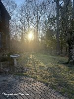 Ripped Edibles Cupcake Gummies 240mg Zen Garden